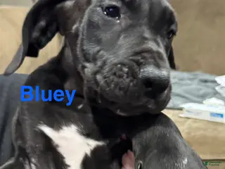 Great Dane dogs Bluey - Ad 41