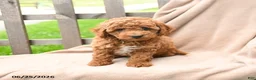 Cavapoo dogs for sale: Kassidy - Ad 5