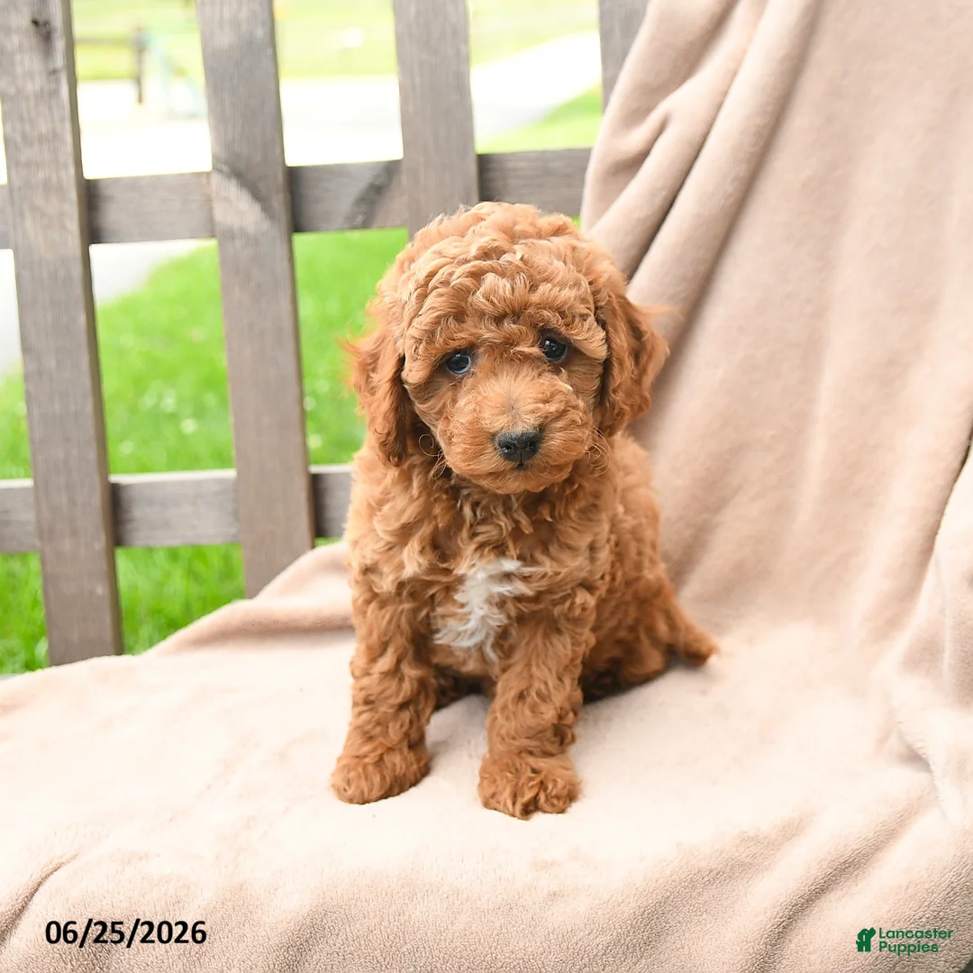 Cavapoo dogs for sale: Kassidy - Ad 5