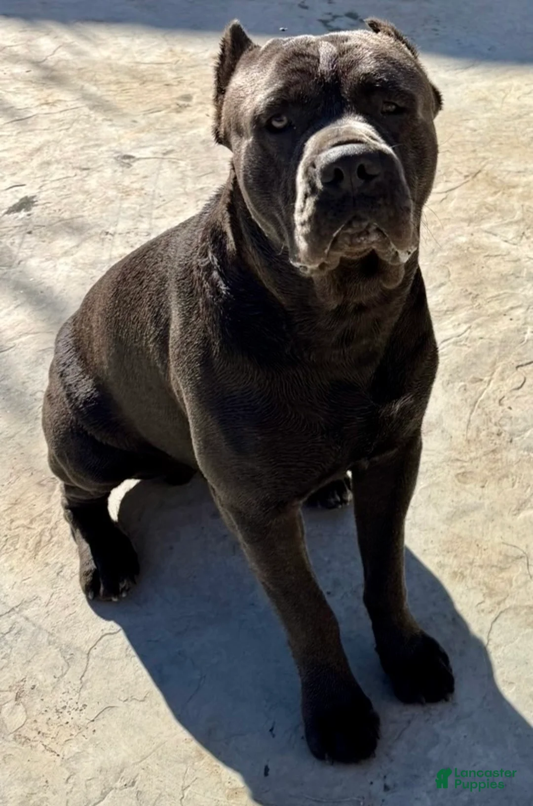 Cane Corso dogs for sale: Cane Corso Puppy 3 - Ad 6