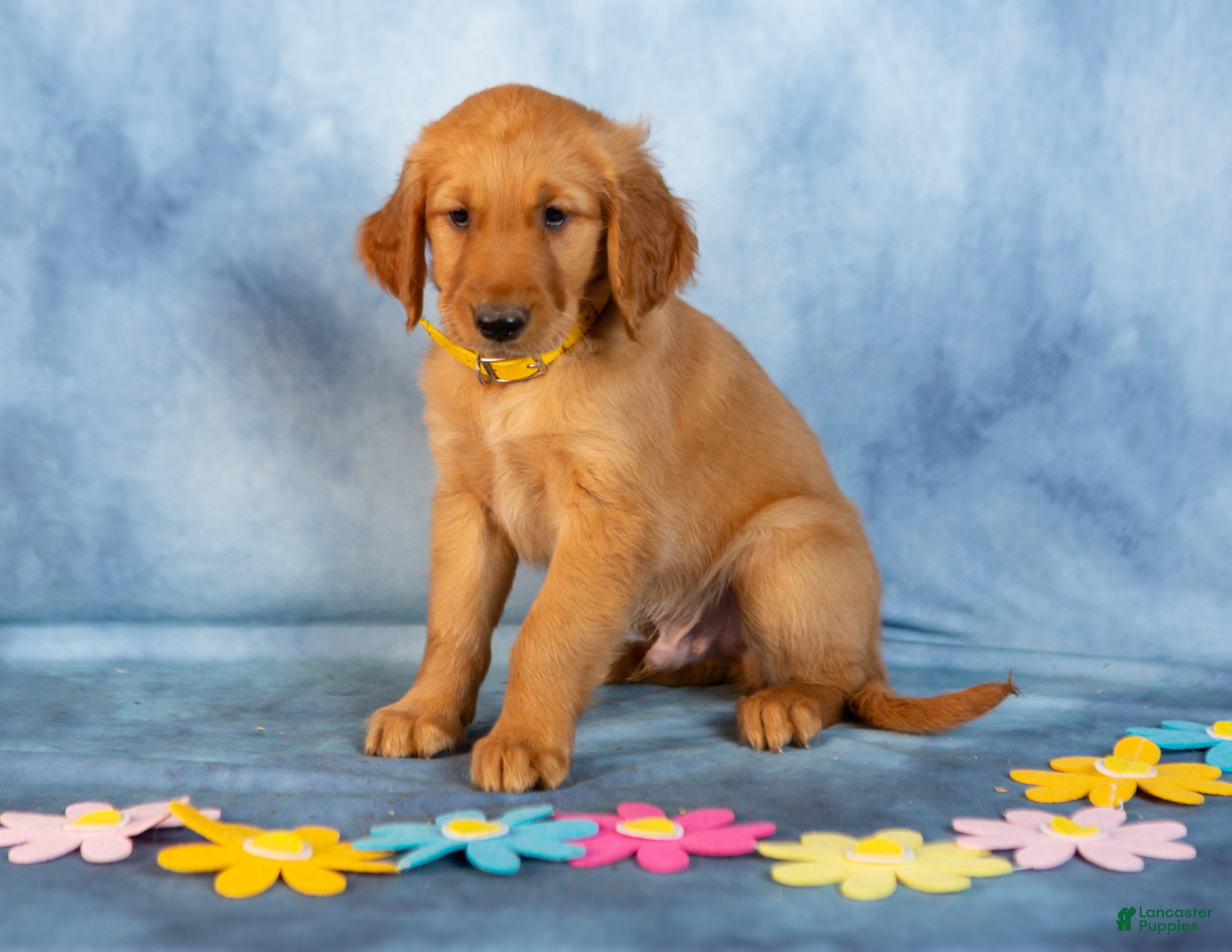 Golden Retriever dogs Vanilla - Ad 2