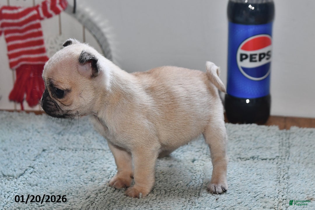 Pug dogs for sale: Betty   - Ad 5