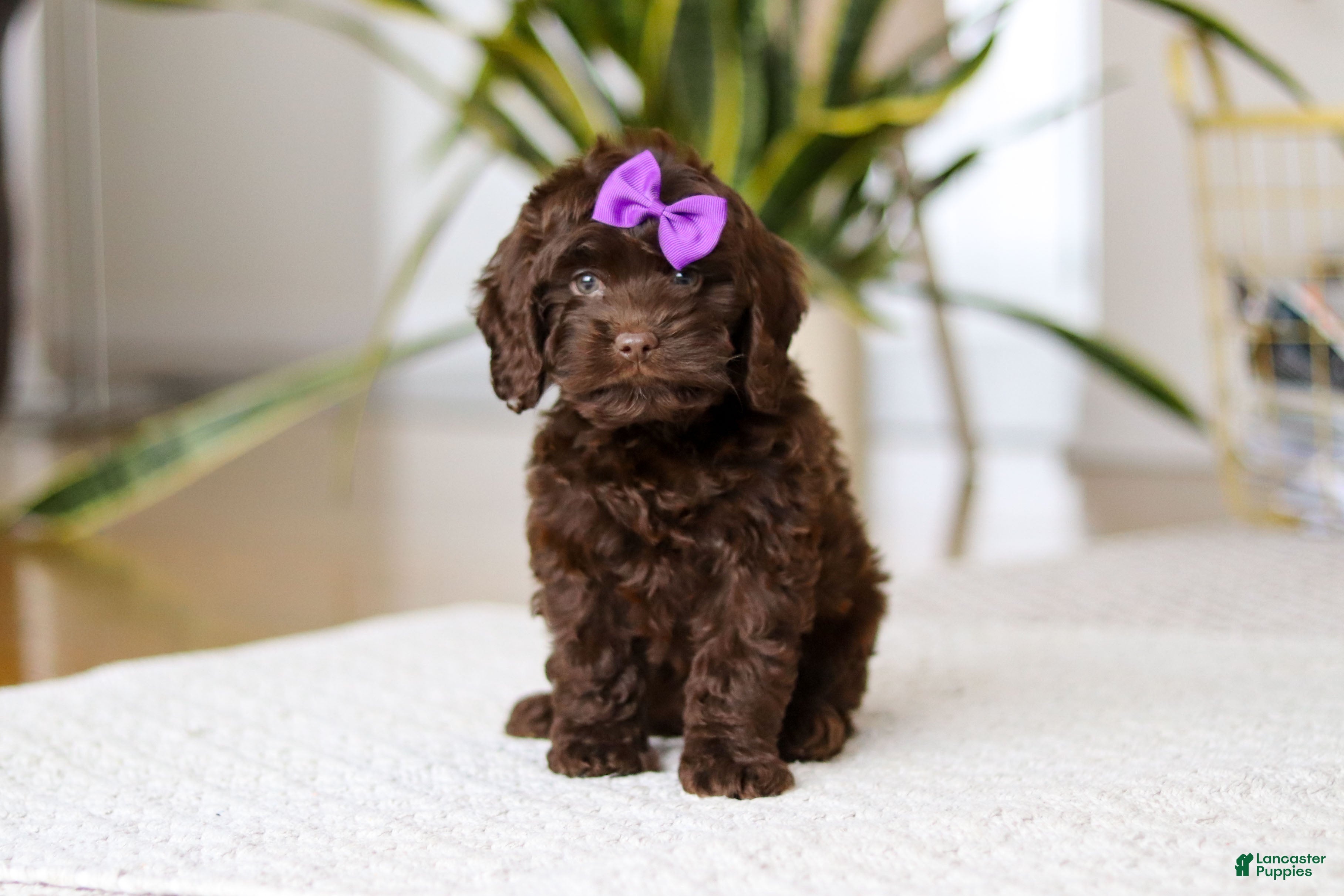 Cockapoo dogs Holly - Ad 35