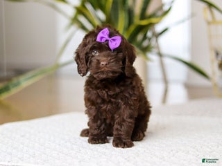 Cockapoo dogs Holly - Ad 28