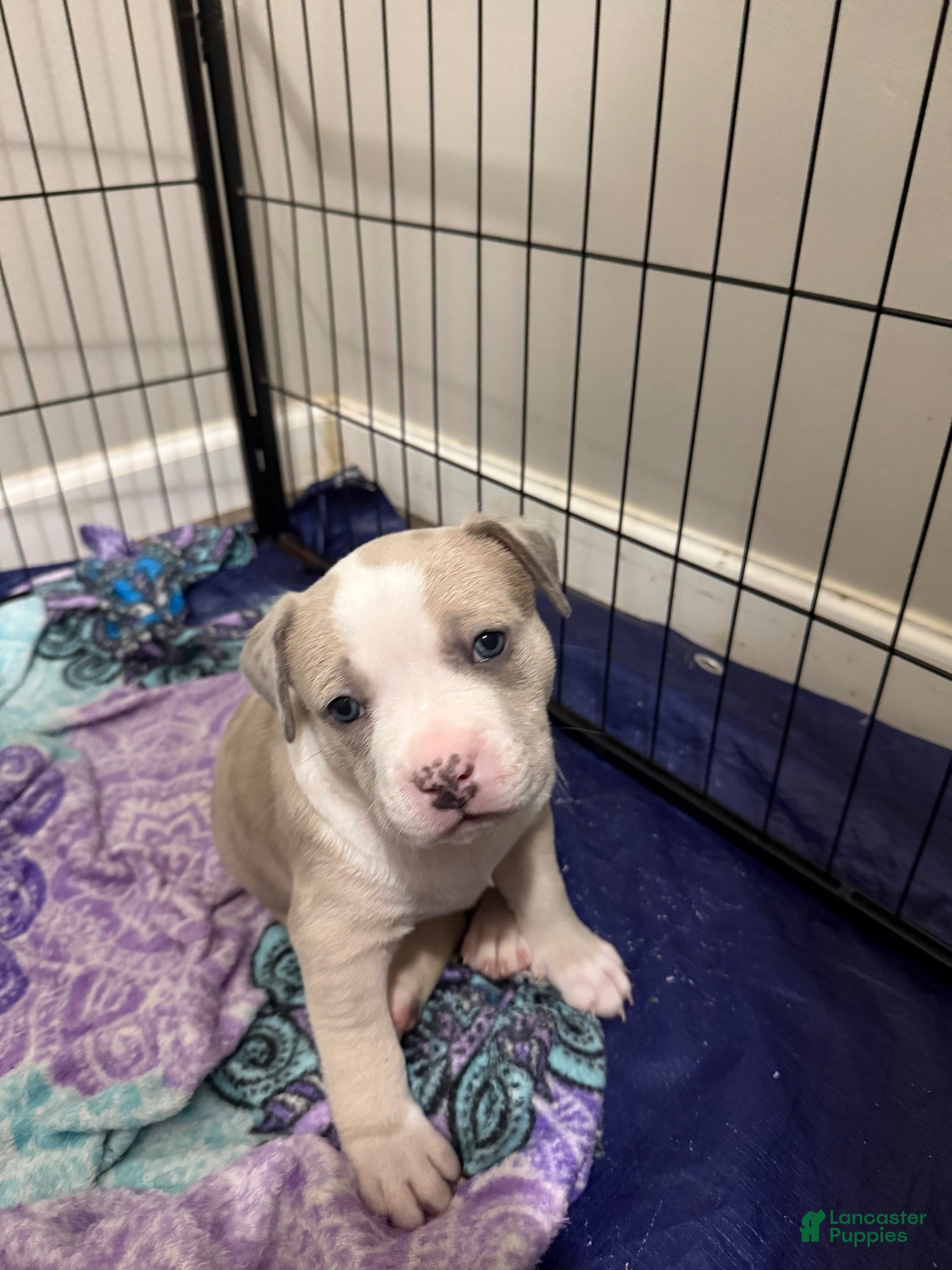 American Bully dogs American Bully 3 *Carter* - Ad 33