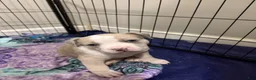 American Bully dogs for sale: American Bully 3 *Carter* - Ad 1