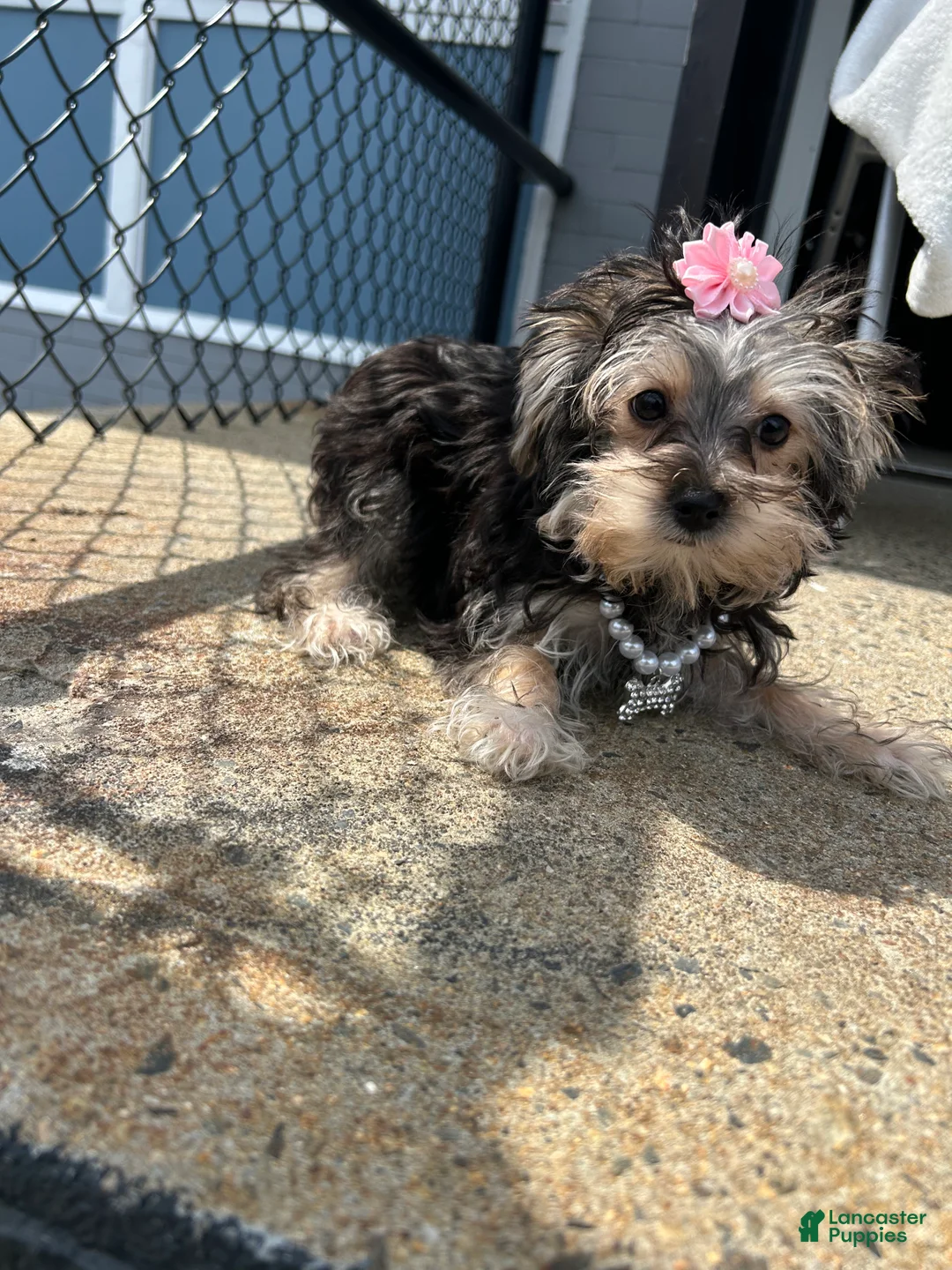 Morkie dogs for sale: Morkie Puppy 3 - Ad 2
