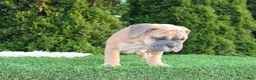 English Bulldog dogs for sale: Dallas - Ad 7