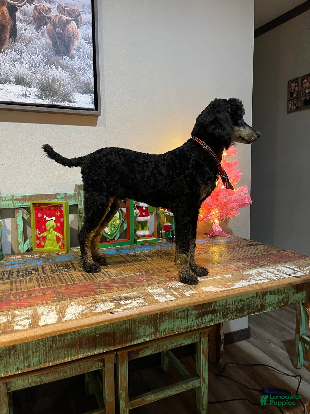 Miniature Poodle dogs for sale: Akc Cinch - Ad 6