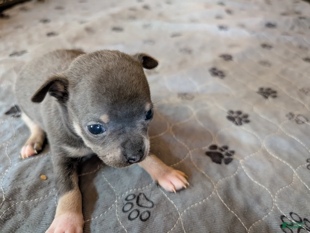 Chihuahua dogs for sale: Yuma - Ad 1