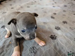 Chihuahua dogs Yuma - Ad 27