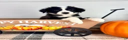 Border Collie dogs for sale: Pumpkin - Ad 5