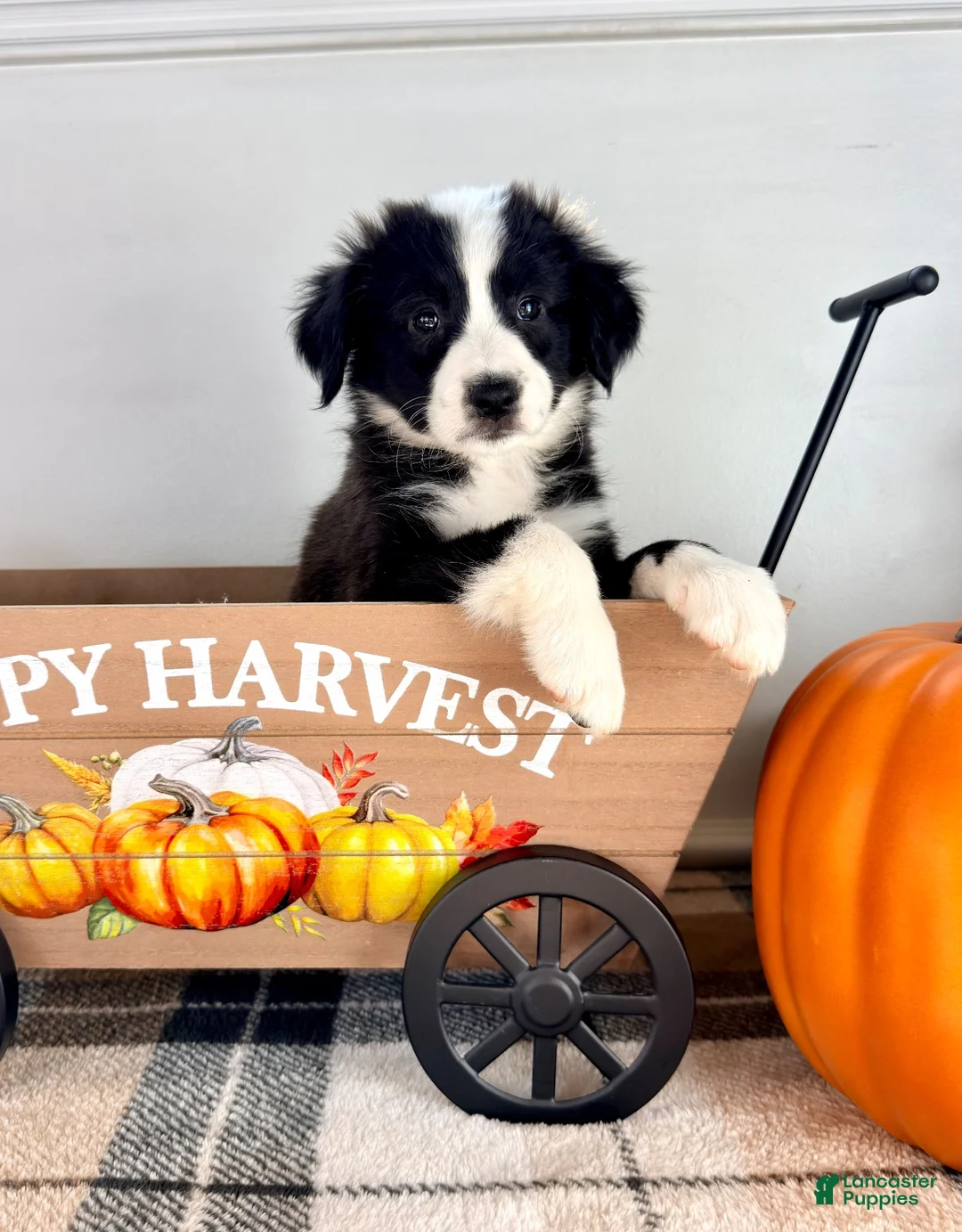 Border Collie dogs for sale: Pumpkin - Ad 5