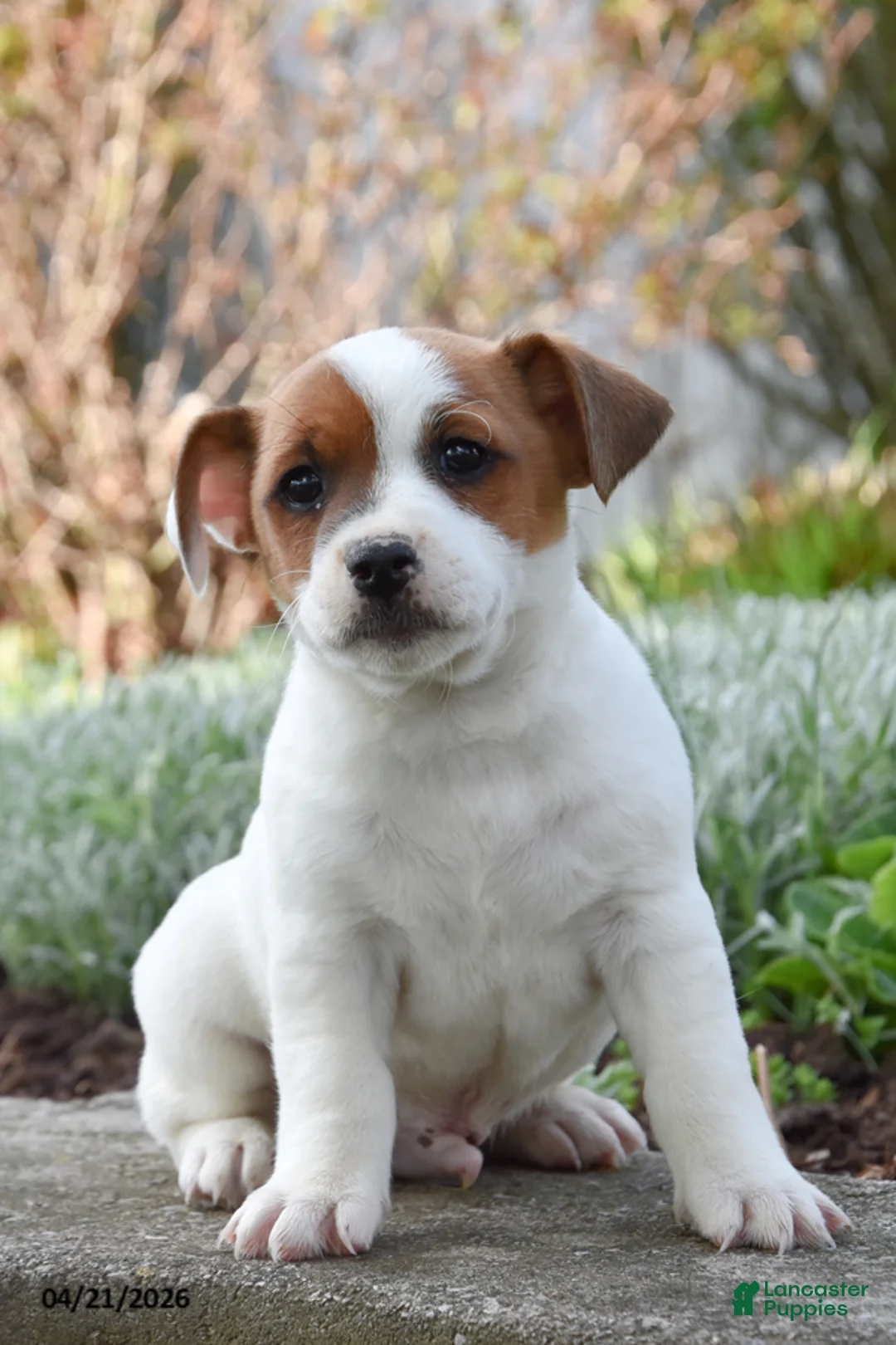 Jack Russell Terrier dogs for sale: Jupitor - Ad 1