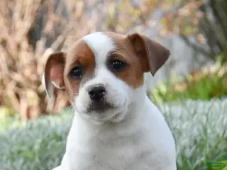 Jack Russell Terrier dogs for sale: Jupitor - Ad 3