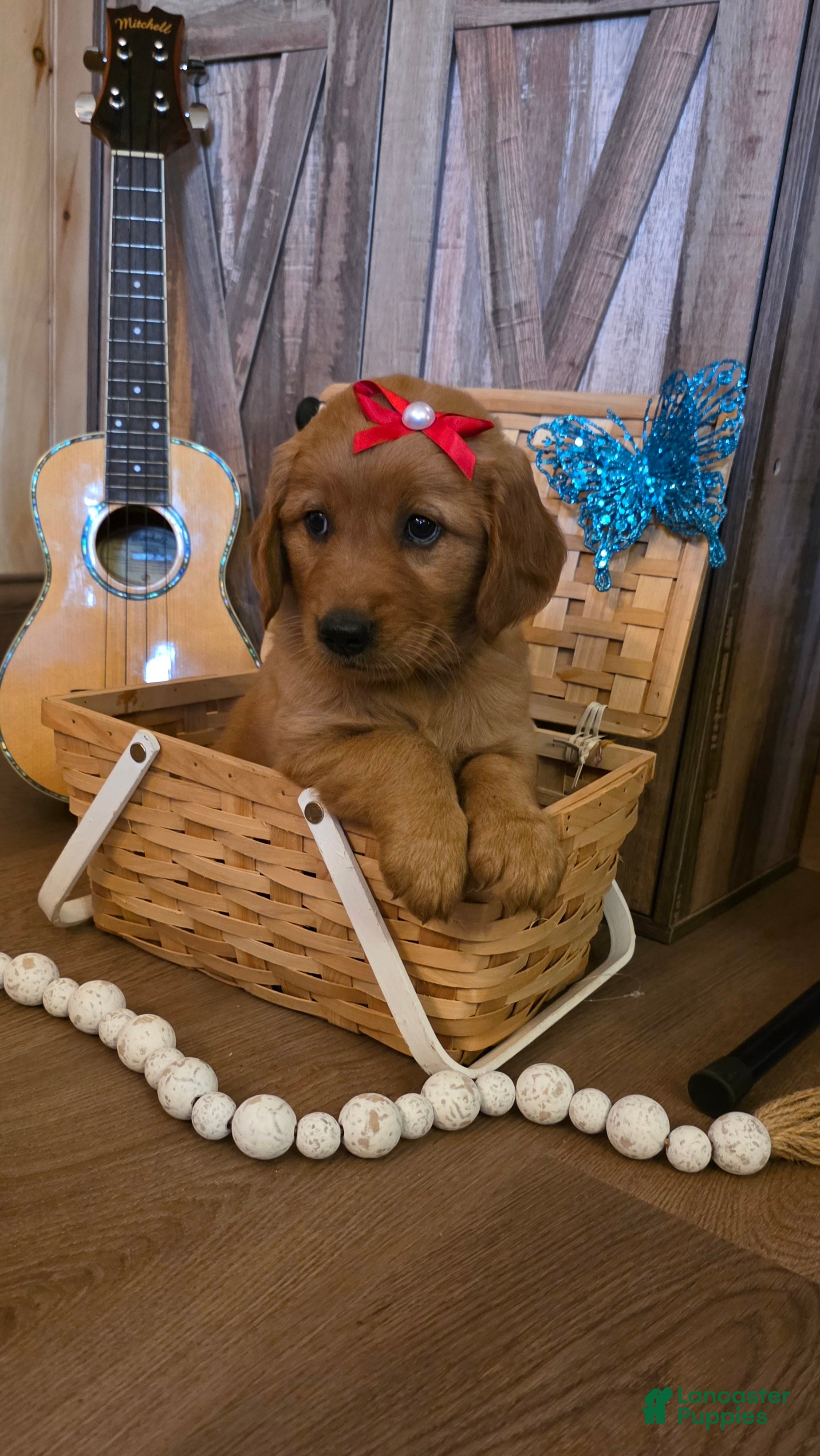 Golden Retriever dogs  Bella  - Ad 2