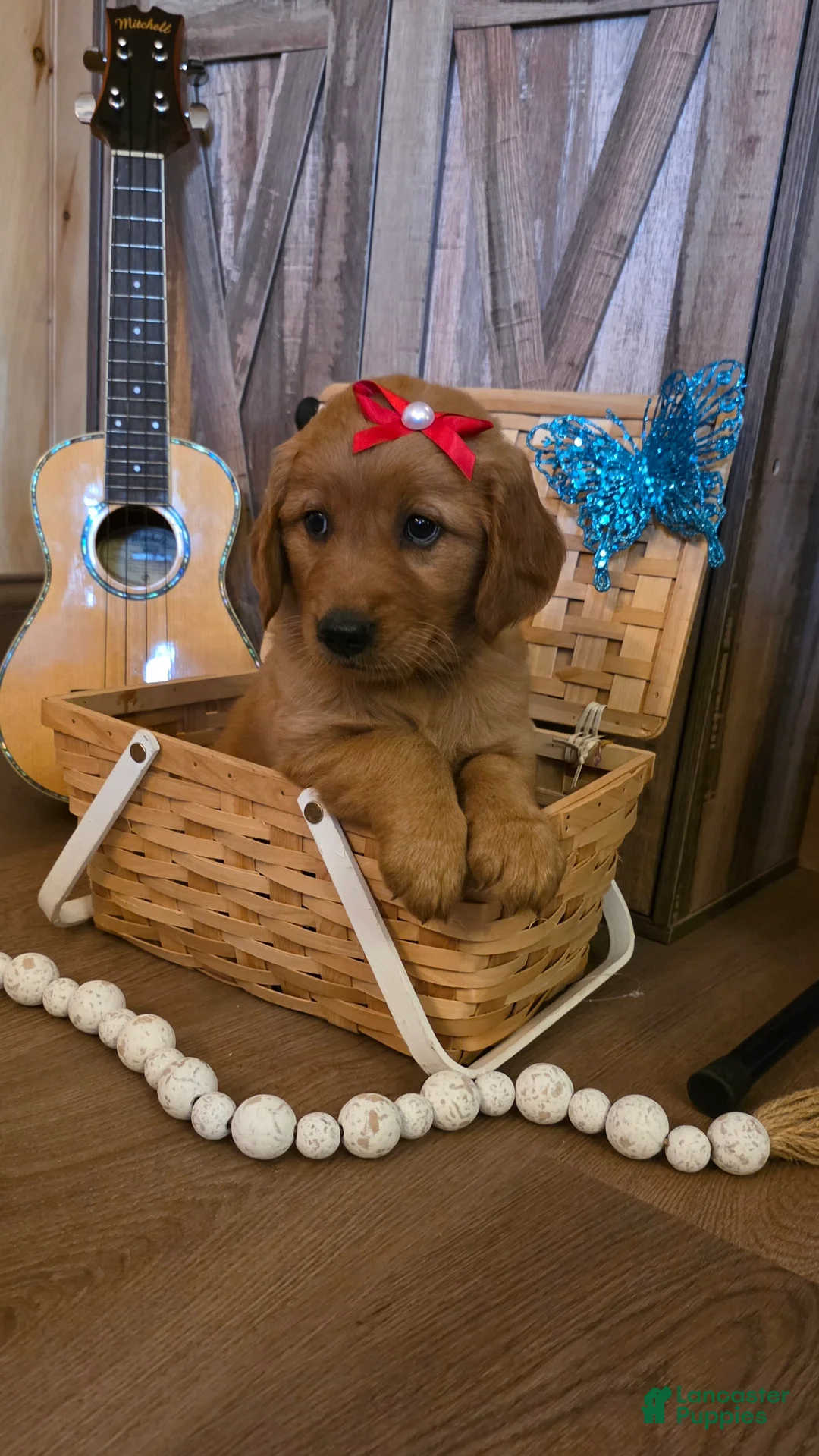Golden Retriever dogs for sale:  Bella  - Ad 2