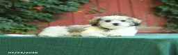 Malshi dogs for sale: Derek - Ad 4