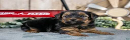 Yorkshire Terrier dogs for sale: Holly - Ad 1