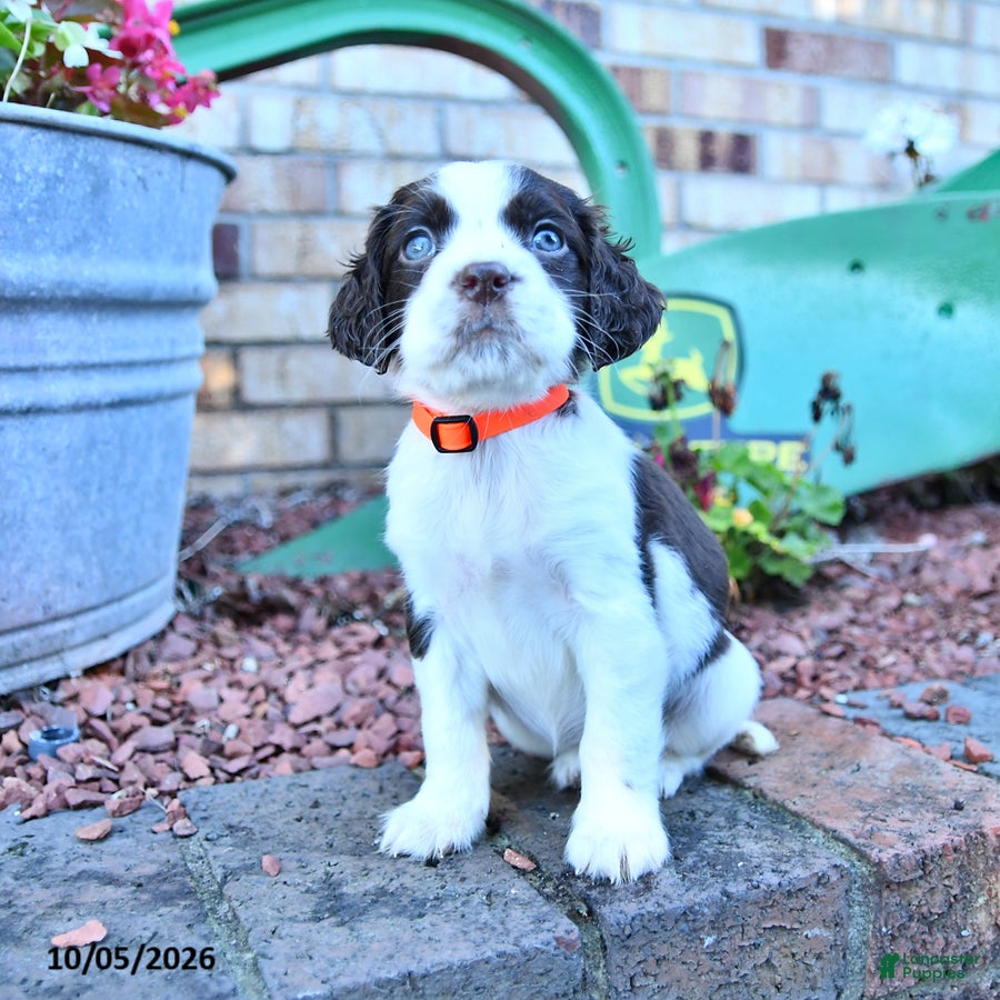 English Springer Spaniel dogs Trixie - Ad 2