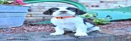 English Springer Spaniel dogs for sale: Trixie - Ad 2