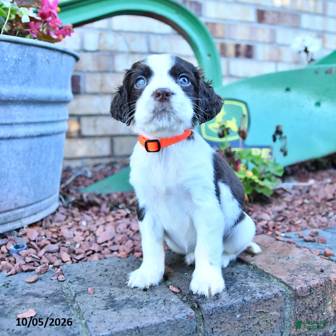 English Springer Spaniel dogs for sale: Trixie - Ad 2