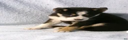 Pomsky dogs for sale: Pansy - Ad 3