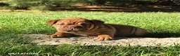 English Bulldog dogs for sale: Daffodil - Ad 4