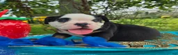 Olde English Bulldogge dogs for sale: James - Ad 3