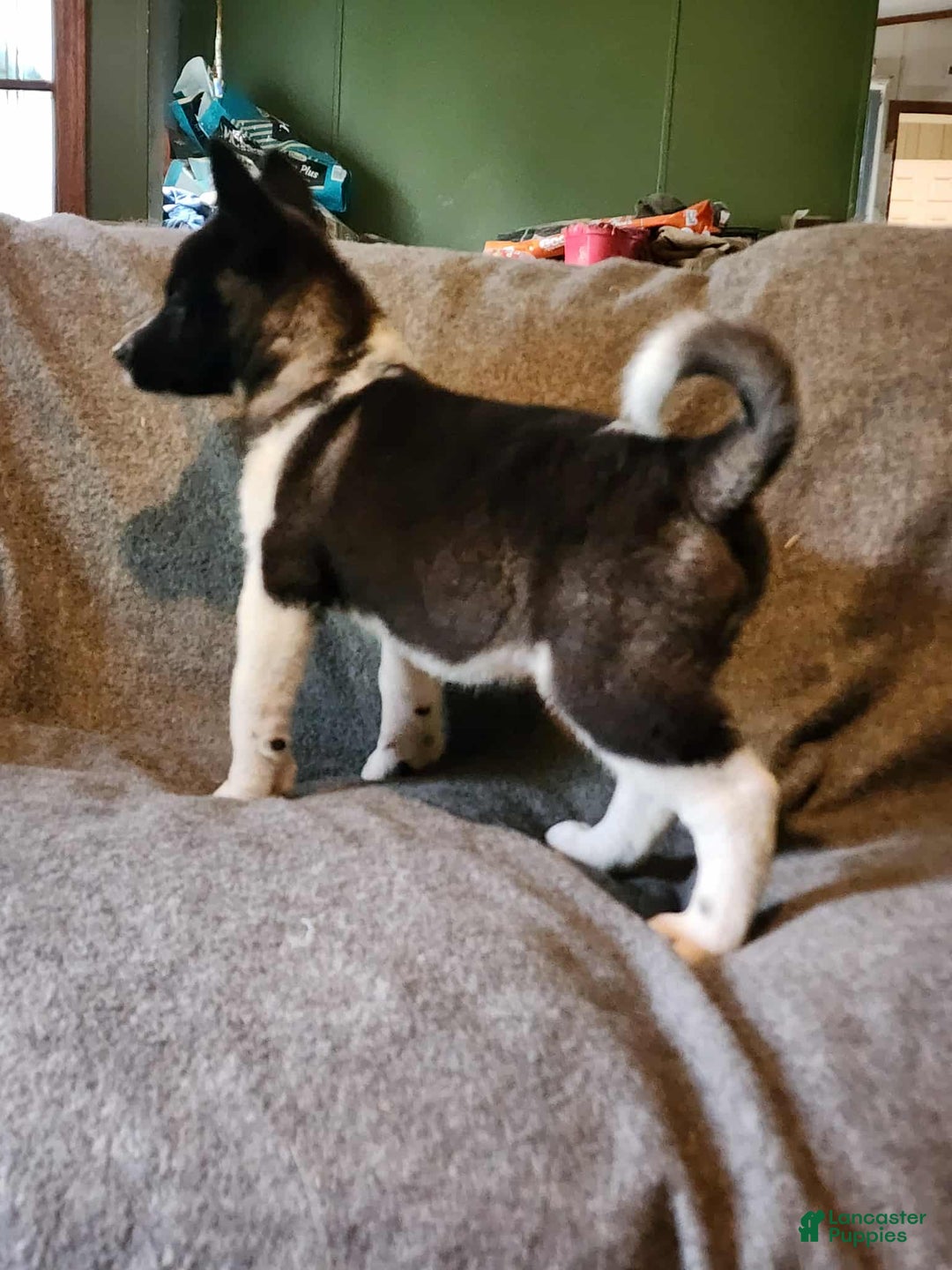 Akita dogs for sale: Akita Puppy Girl 5 - Ad 2