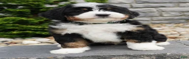 Mini Bernedoodle Puppy 4