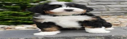 Mini Bernedoodle dogs for sale: Mini Bernedoodle Puppy 4 - Ad 1