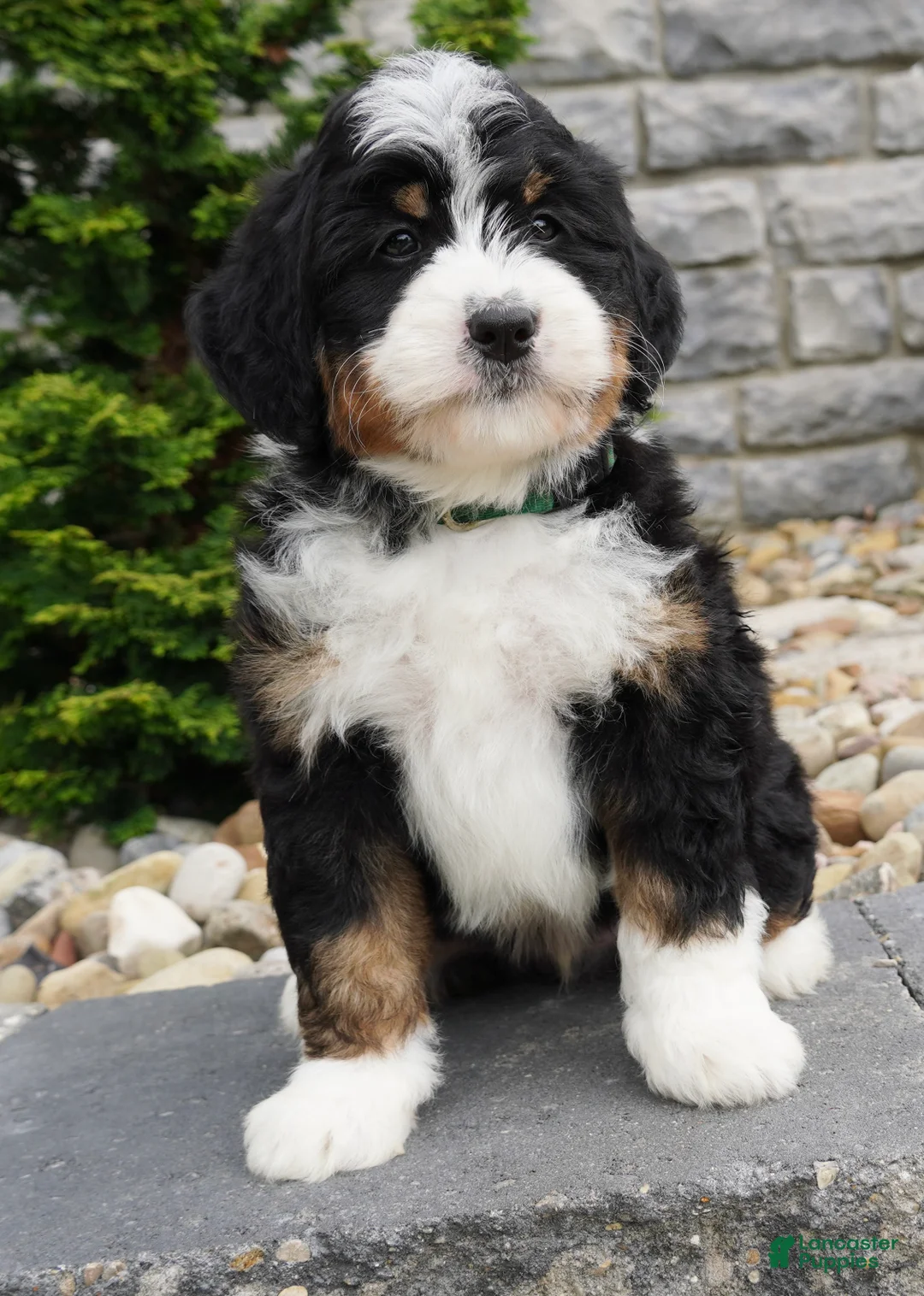 Mini Bernedoodle dogs for sale: Mini Bernedoodle Puppy 4 - Ad 1