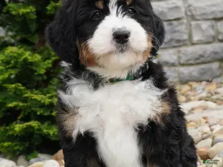 Mini Bernedoodle dogs for sale: Mini Bernedoodle Ranger - Ad 2