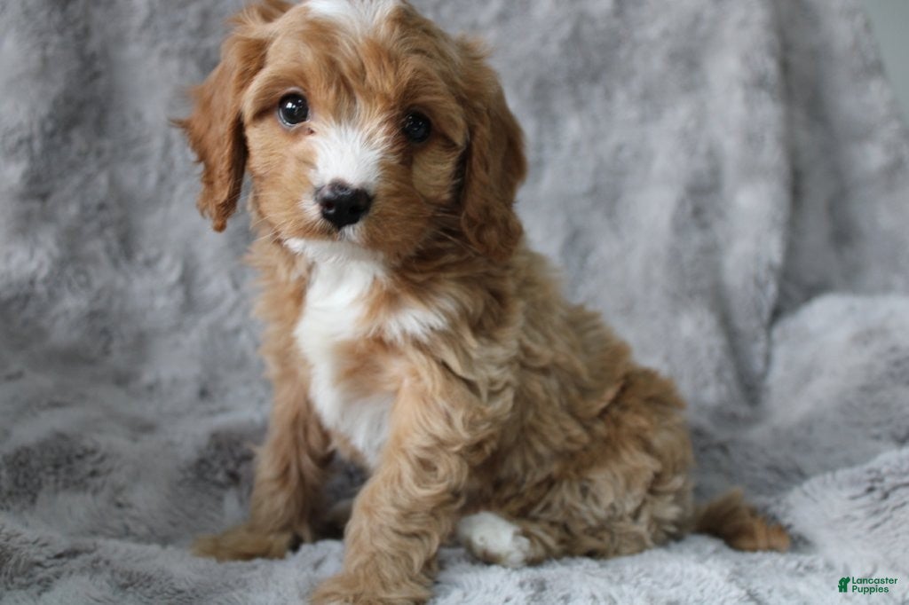 Mixed Breed dogs CAVA-POO-CHON male - JETT - Ad 2