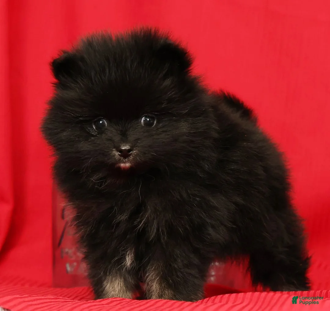 Pomeranian dogs for sale: Parker - Ad 2