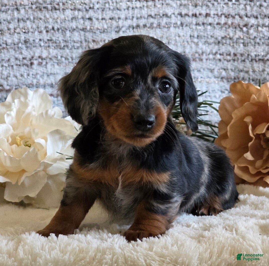 Miniature Dachshund dogs for sale: Sheryl - Ad 5