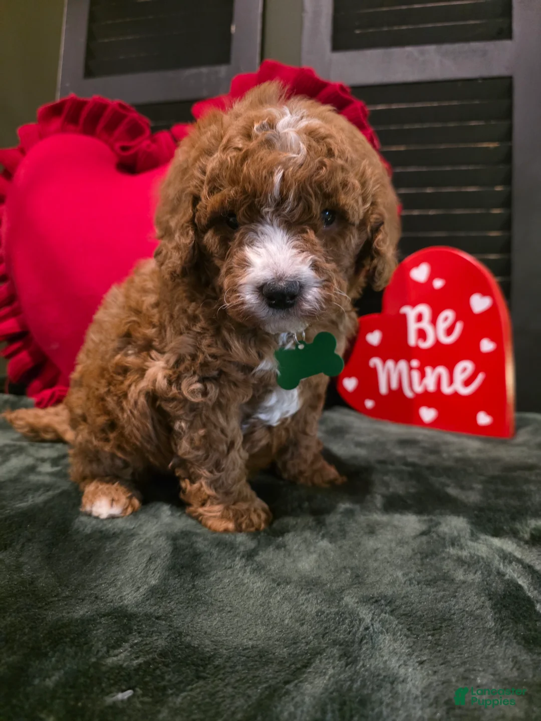 Mini Bernedoodle dogs for sale: Colton  - Ad 8