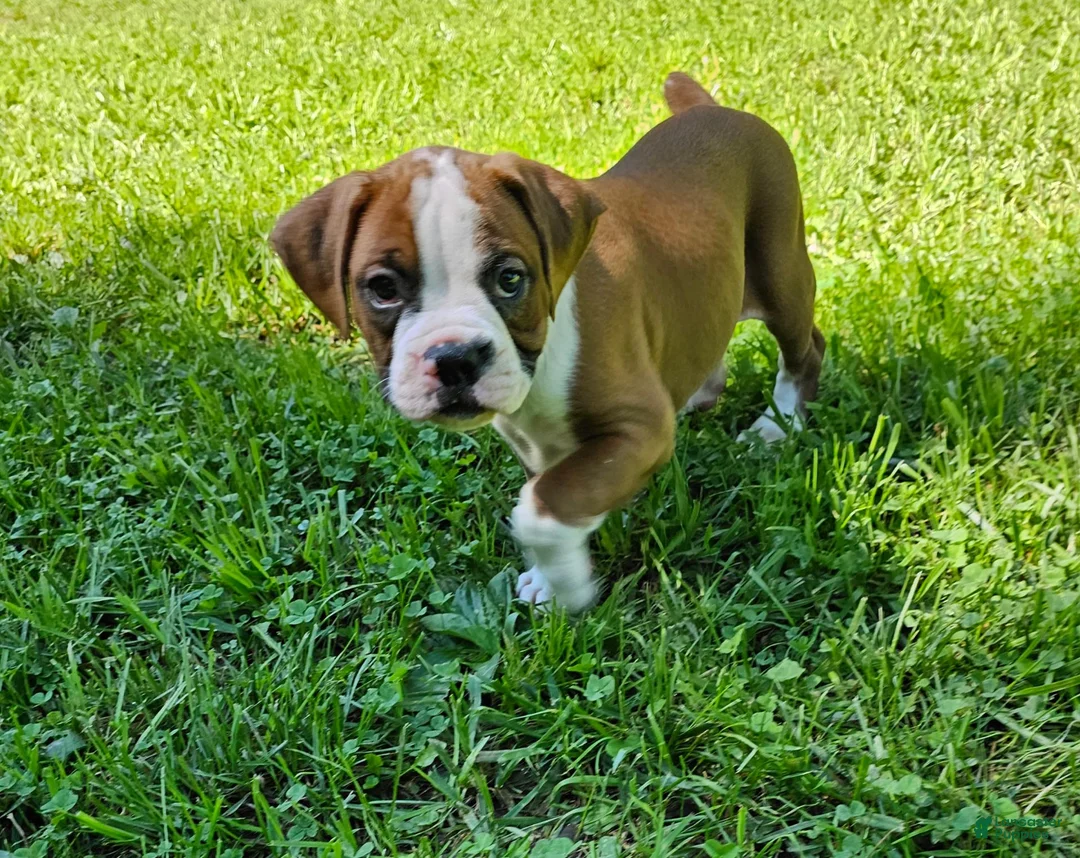 Boxer dogs for sale: Boxer 1 - Ad 2