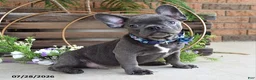 Mixed Breed dogs for sale: Kingston - Ad 5
