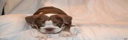 English Bulldog dogs for sale: Bully (Chocolate Trindle) - Ad 2