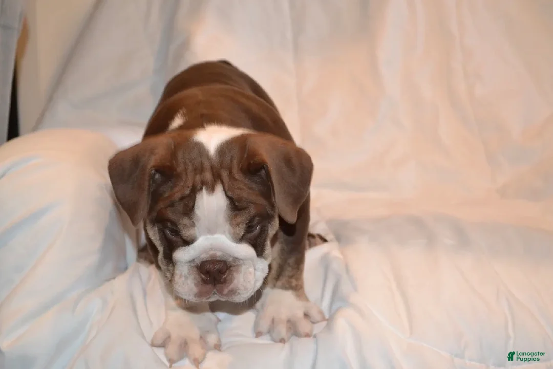English Bulldog dogs for sale: Bully (Chocolate Trindle) - Ad 2