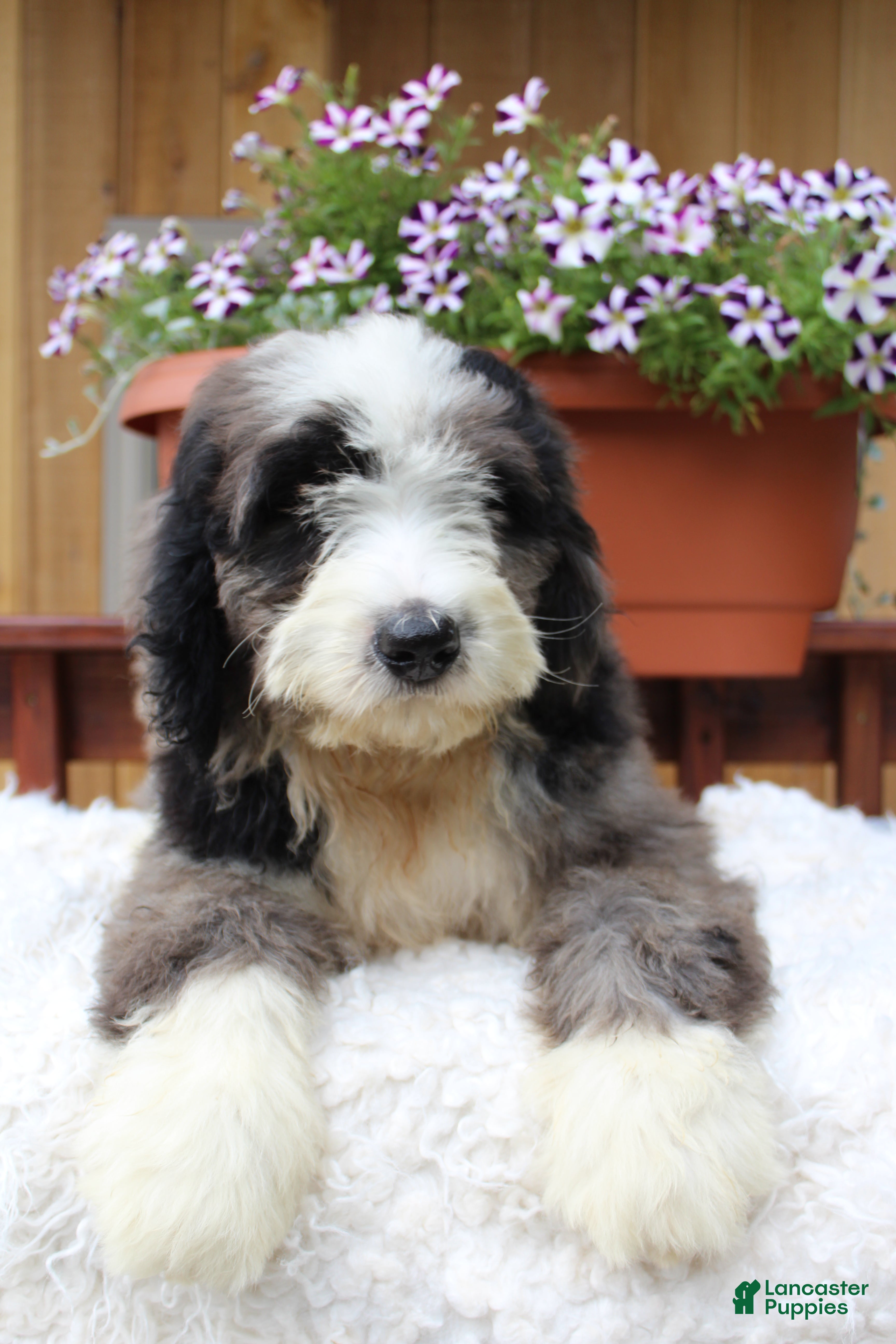 Bernedoodle dogs Toby - Ad 2