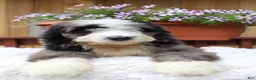 Bernedoodle dogs for sale: Toby - Ad 2