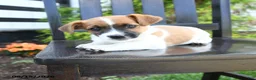 Jack Russell Terrier dogs for sale: Tucker - Ad 1