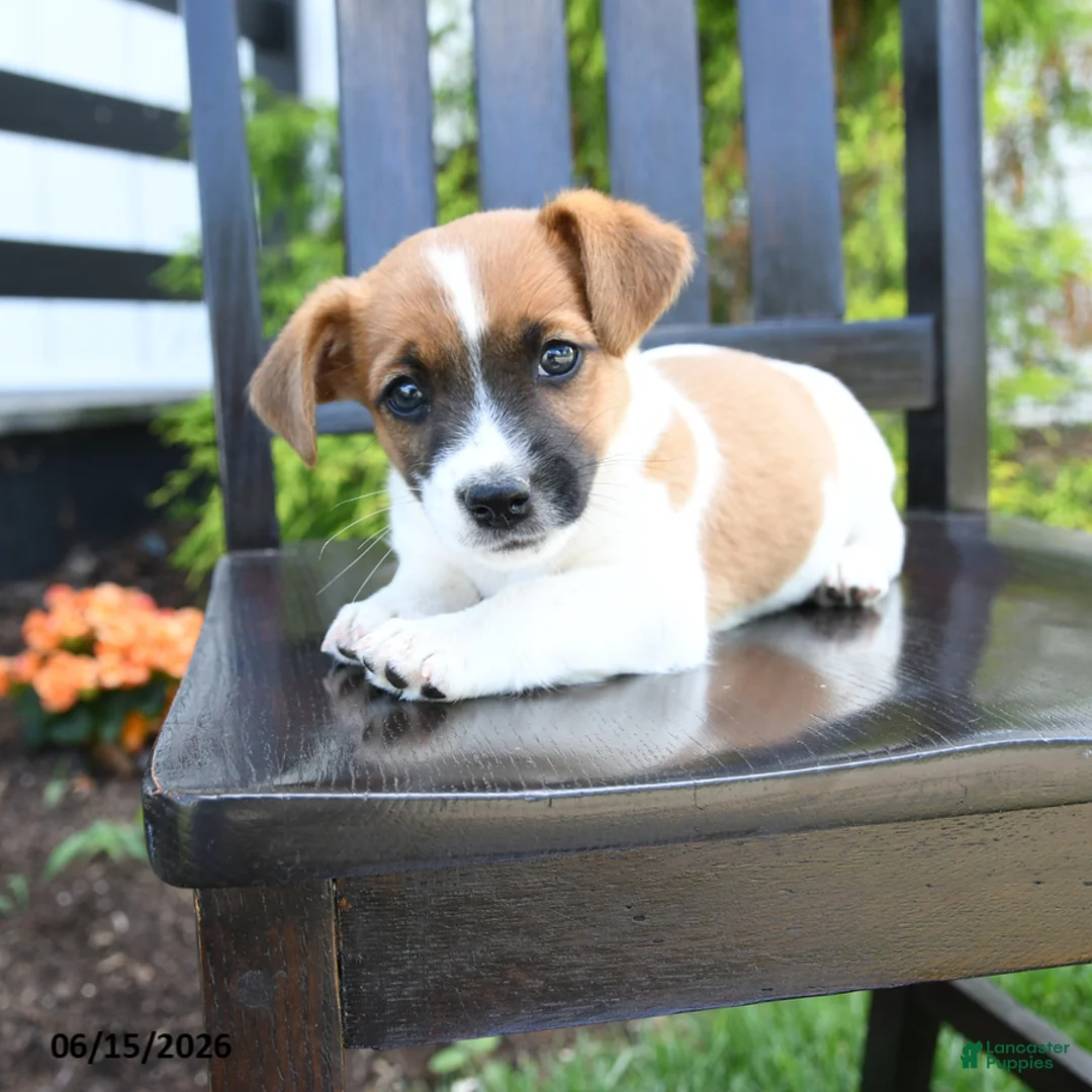 Jack Russell Terrier dogs for sale: Tucker - Ad 1