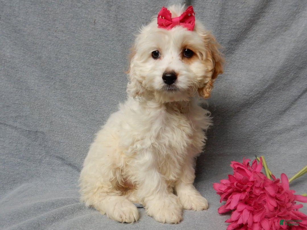 Cockapoo dogs for sale: Selena - Ad 2