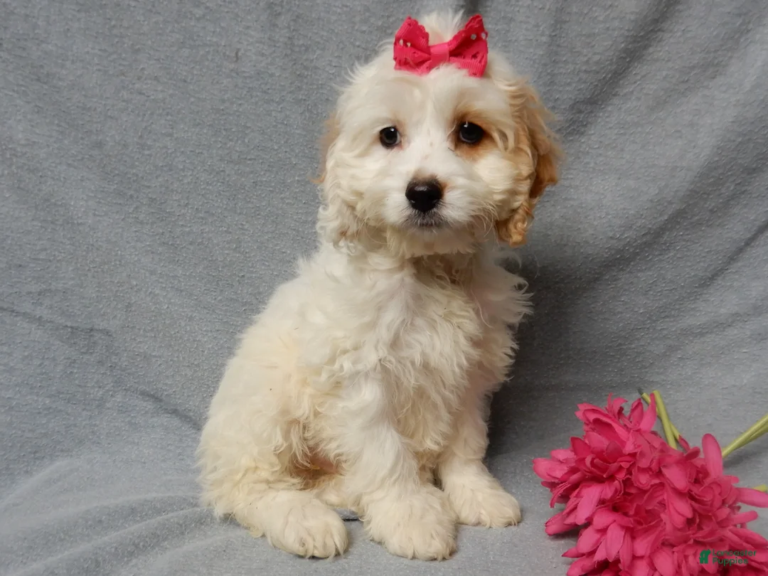 Cockapoo dogs for sale: Selena - Ad 2