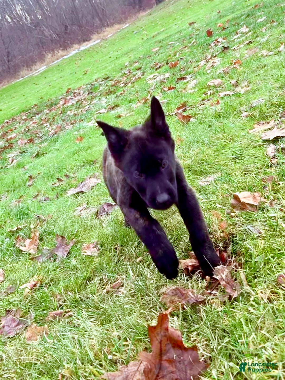 Mixed Breed dogs for sale: Orange collar - Male Brindle  - Ad 3