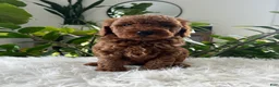 Mini Goldendoodle dogs for sale: Evelyn  - Ad 1